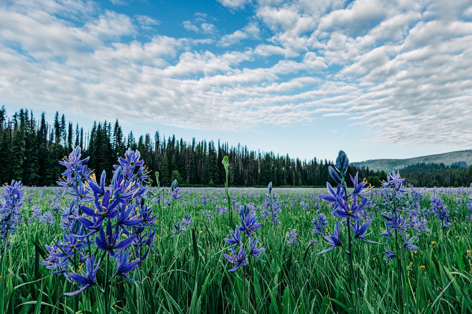 Packer Meadows, just before Lolo Pass, is covered with blue camas wildflowers. 