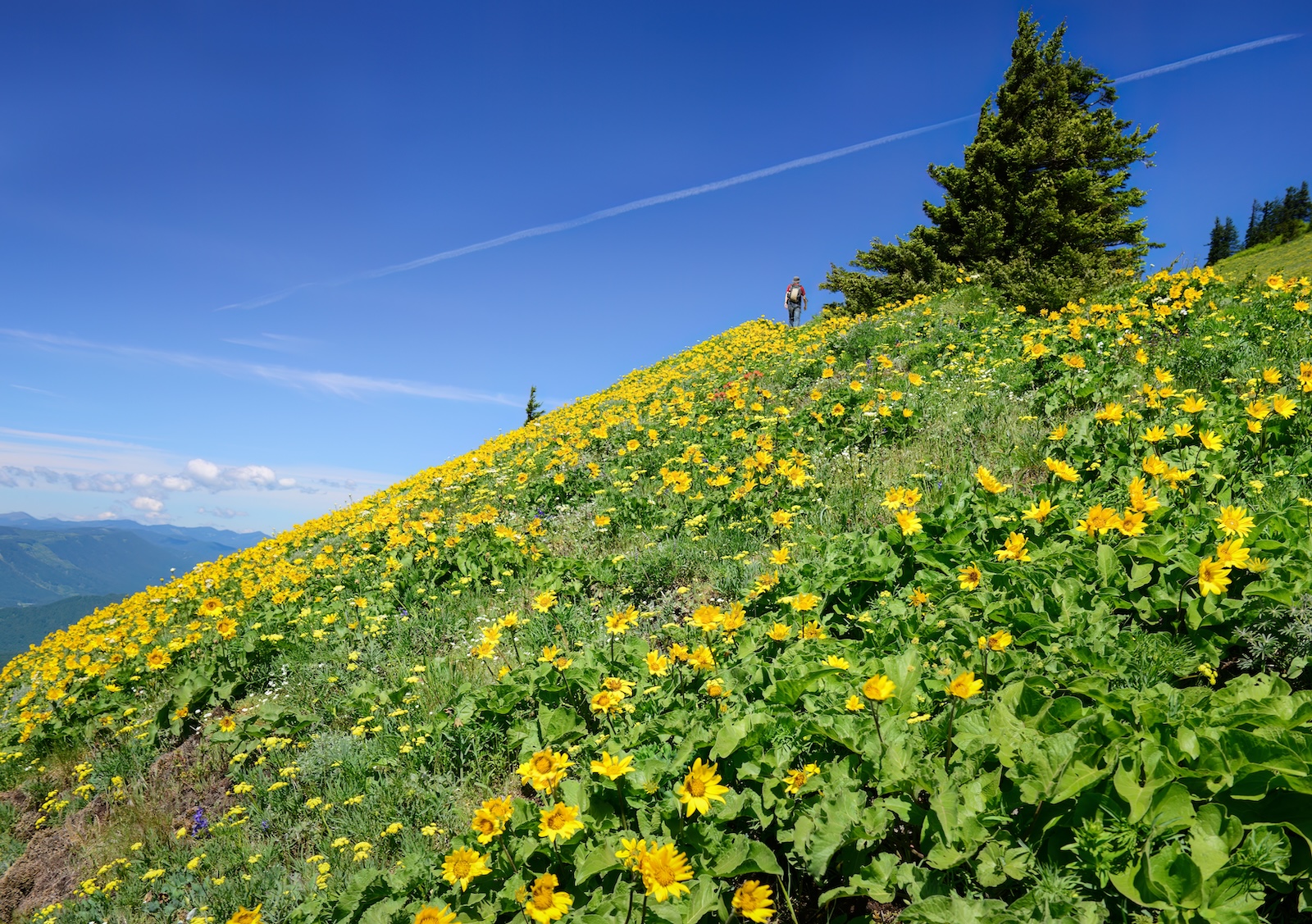 Man hiking through a yellow field of balsam root on wildflower hikes in Washington