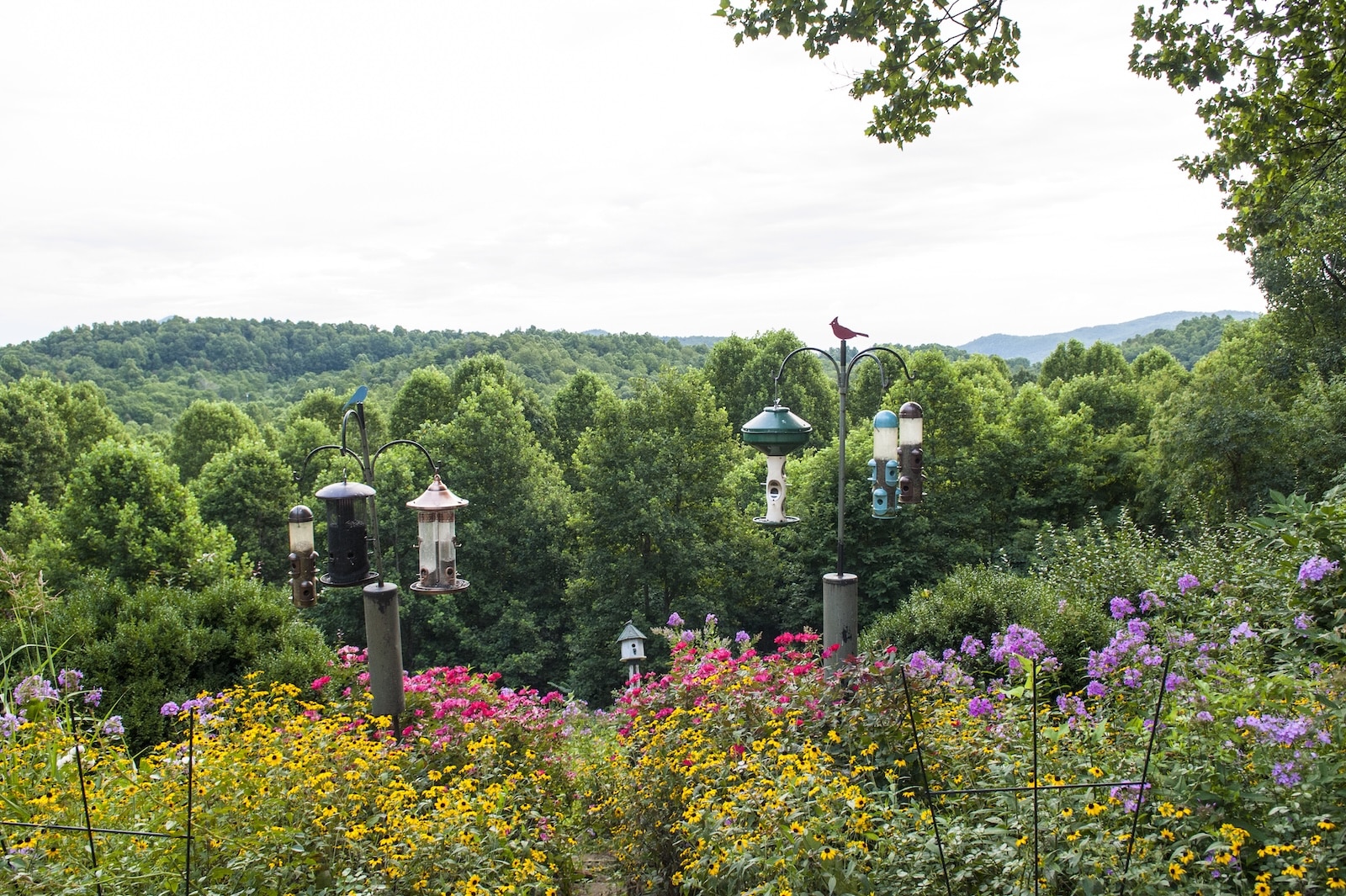 Stay at the Most Romantic Western North Carolina Bed and Breakfast and enjoy views like this of wildflowers and bird feeders outside our dining room. 