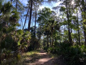 Go hiking on trails at Bulow Creek State Park.