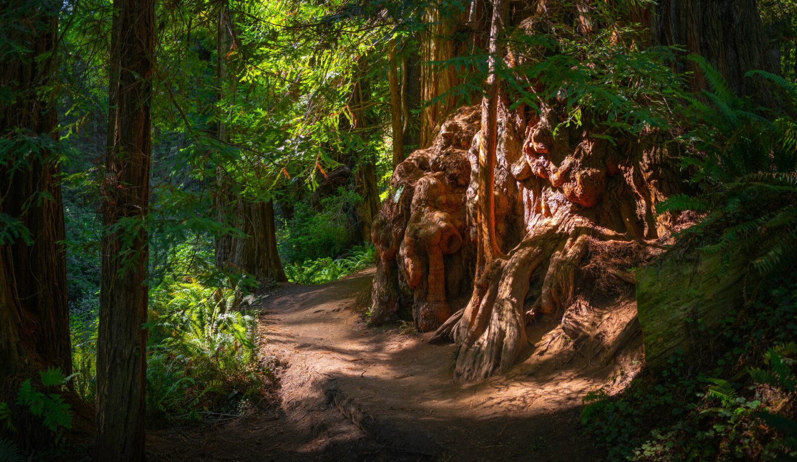Redwood Burl on the footpath in Redwoods State and National Park
