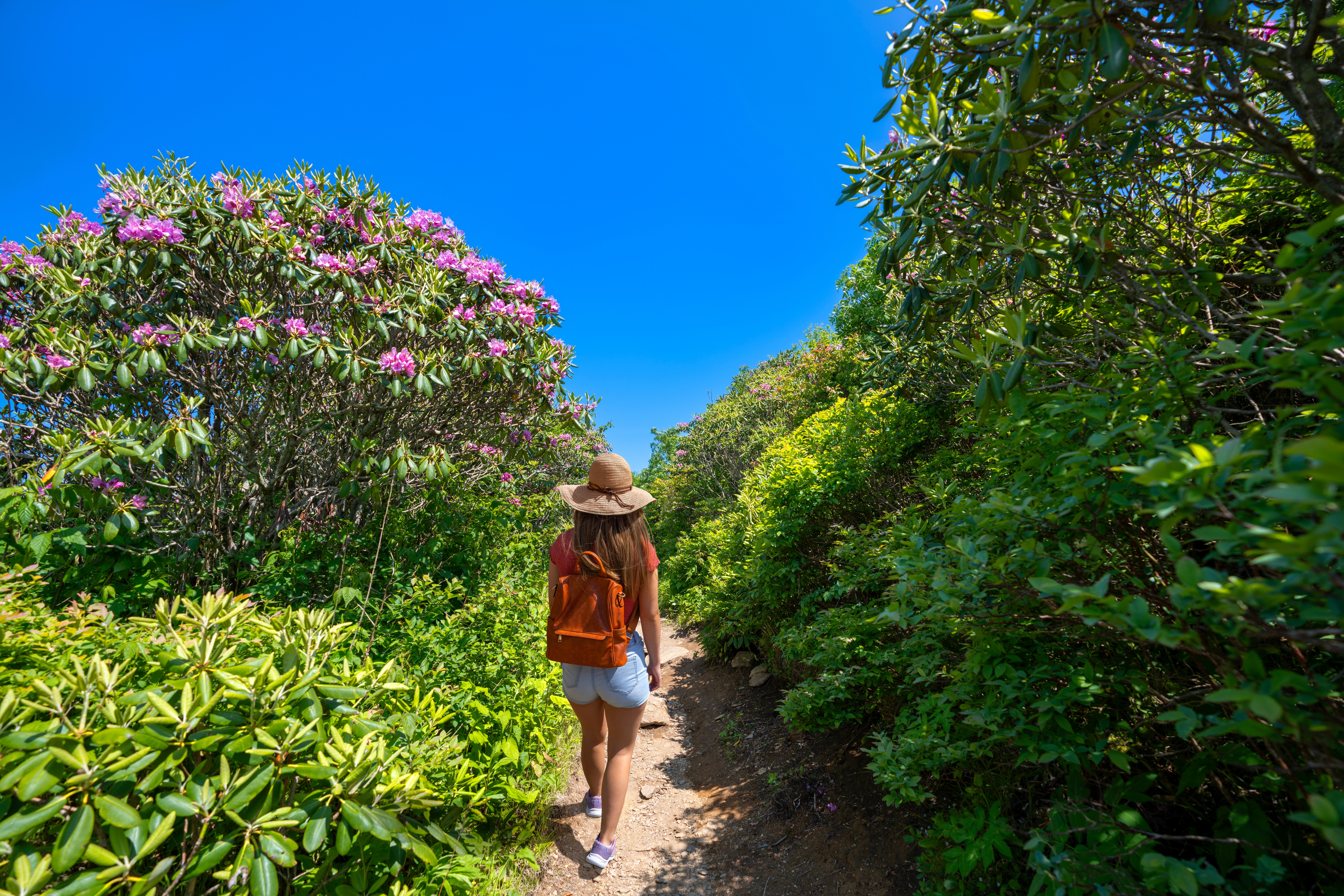 Woman hiking in North Carolina at Craggy Gardens, surrounded by rhododendrons. 
