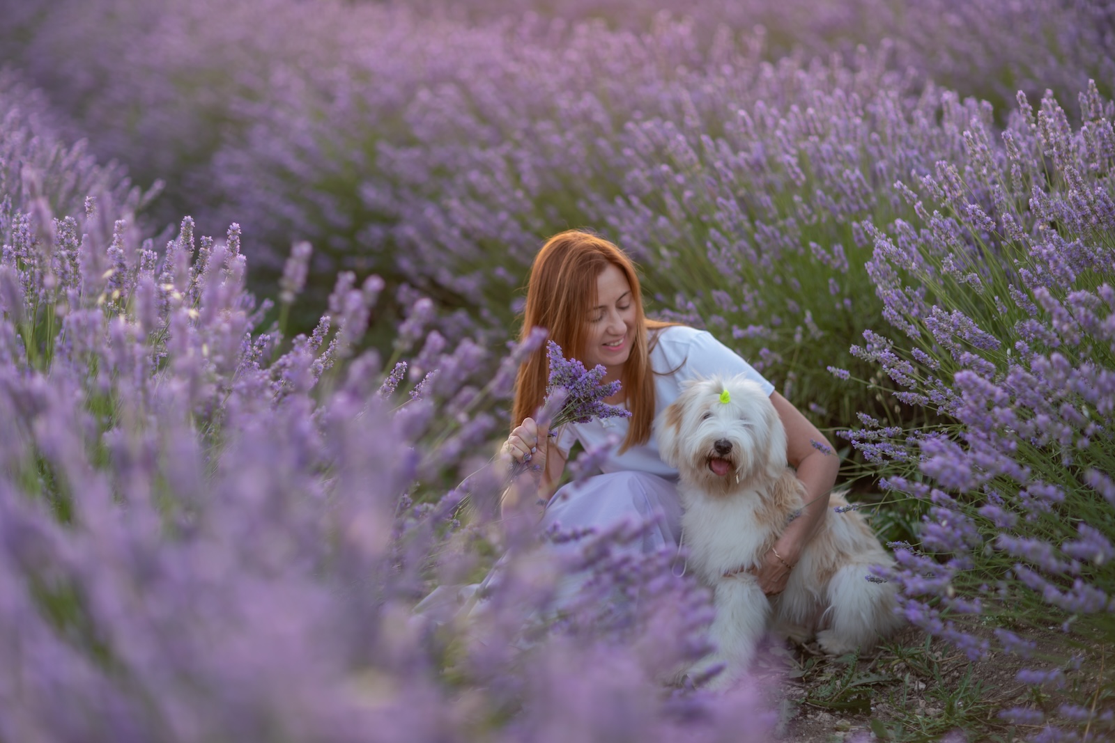 woman in fields of lavender with her dog at local Hood River lavender farms