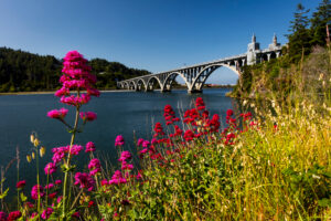 WIld flowers on the banks of the Rogue River Isaac Lee Patterson Bridge, also known as the Rogue River Bridge Gold Beach, Oregon