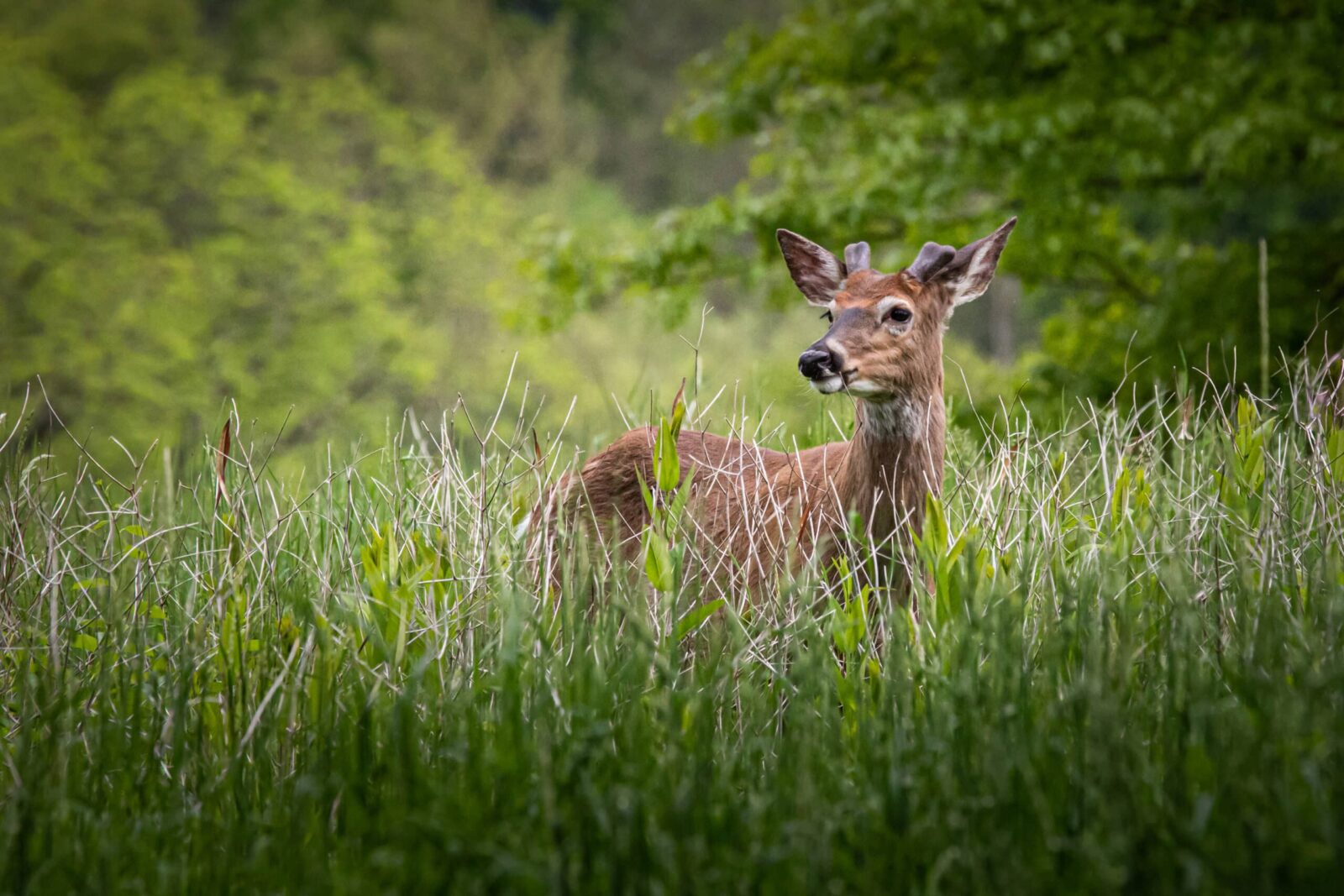 You may spot a deer in the Nolde Forest, as well as other wild life.
