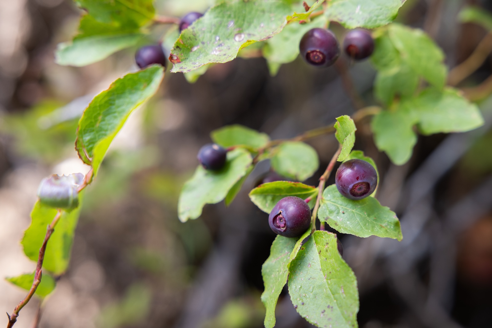 Person picking berries during Washington Huckleberry season near U-Pick Farms in the Columbia River Gorge