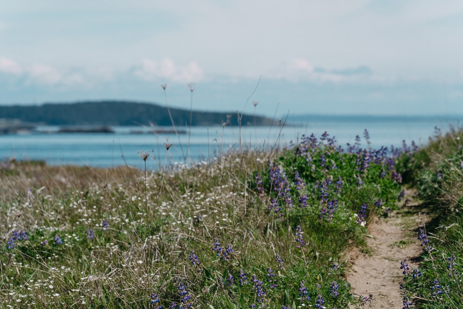American Camp State Park on San Juan Island in Washington, a great place to view Mount Finlayson