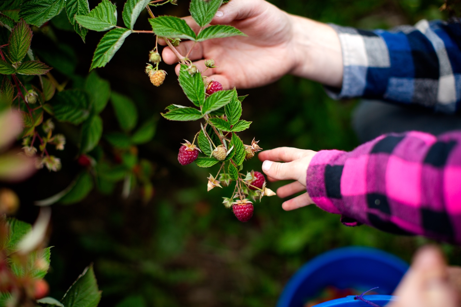 Picking berries at U-Pick Farms in Columbia River Gorge, near the Oregon Fruit Loop