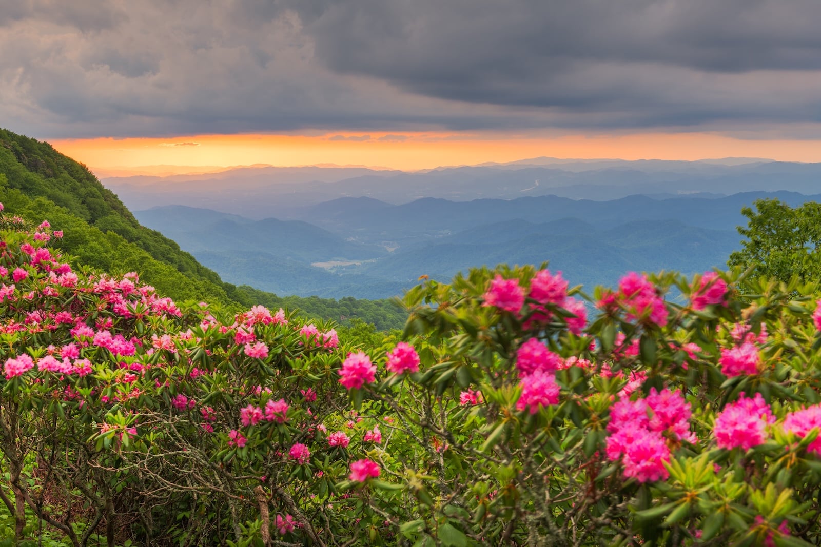Hiking along the Craggy Gardens Trail with a view of the Blue Ridge Mountains and pink rhododendron is one of the best ways to experience western North Carolina.