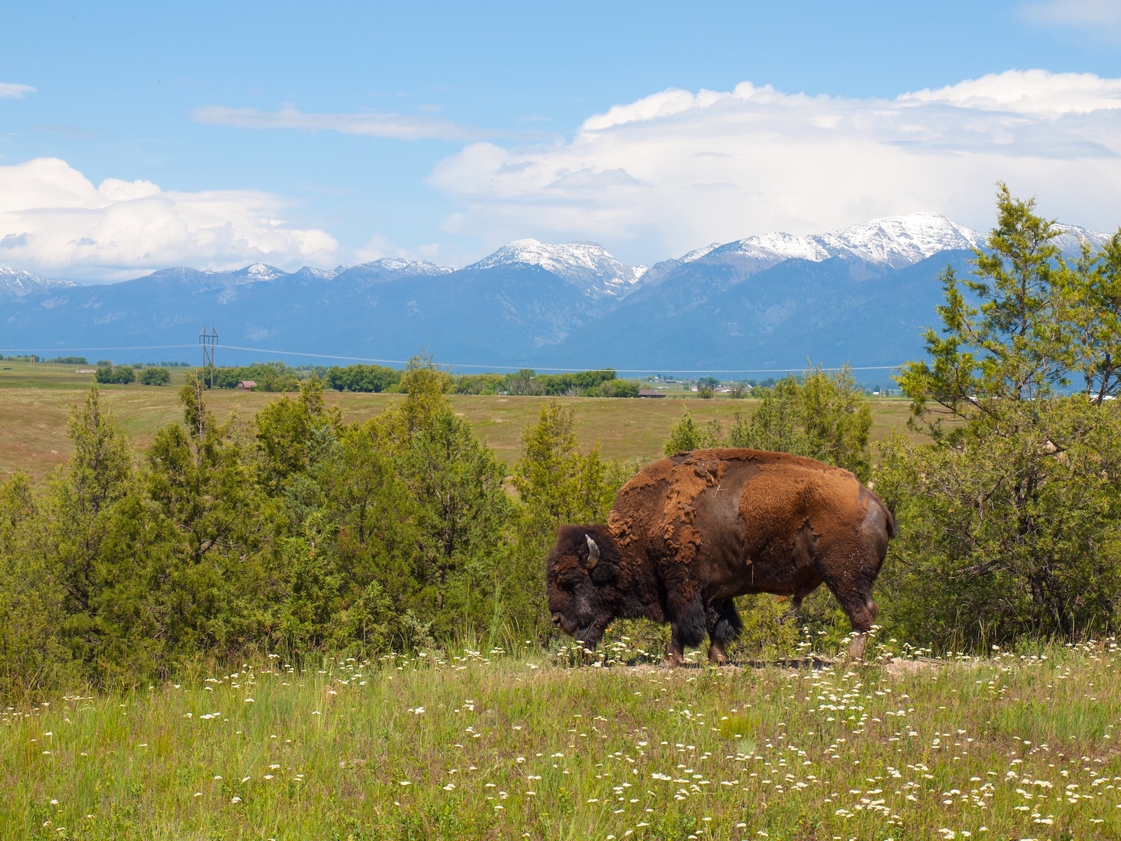 A bison grazes on grass with the mountains in the background at the CSKT Bison Range in Montana.