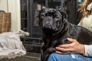 Small black dog sits on person's lap by the fire place at our Eureka pet-friendly hotel.