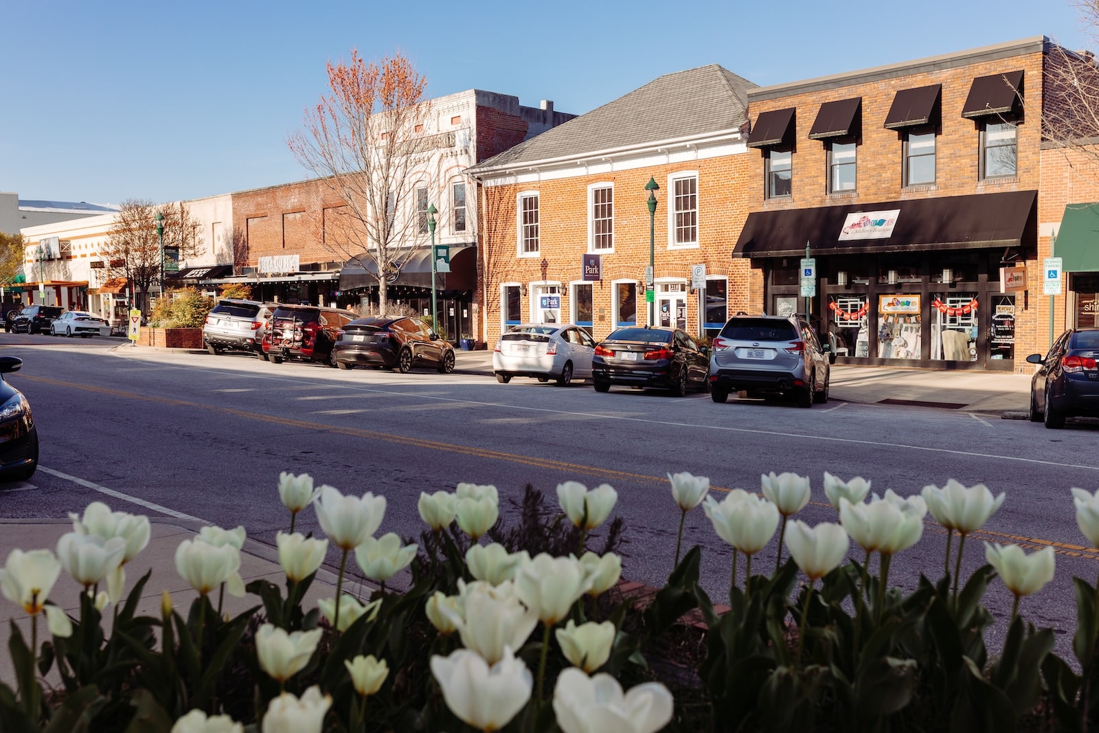 Buildings on Main Street framed by white tulips, a popular destination for things to do in Hendersonville NC.