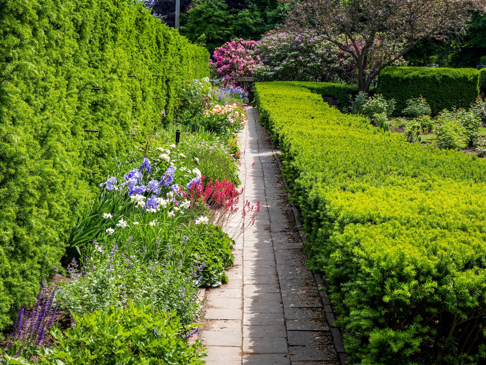 A pathway with bushes and flowers on each side at the Fuller Gardens in New Hampshire.