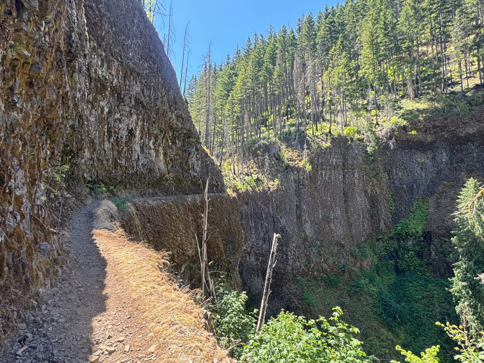 High rock walls and trees on the Eagle Creek Trail.