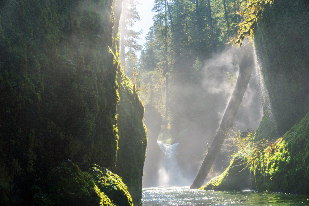 Beautiful forest views in the Columbia River Gorge, enjoying on some of the best Columbia Rover Gorge Hikes