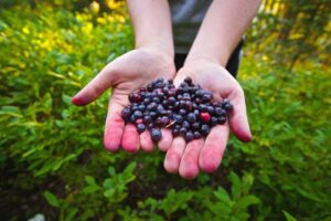 A handful of freshly picked Washington huckleberries. Washington Huckleberry season is almost here.