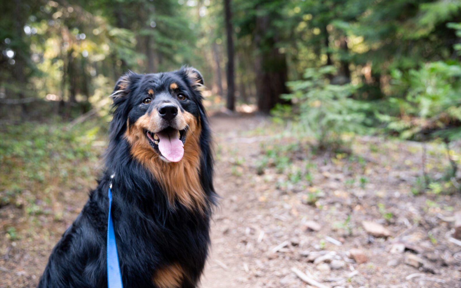 Black and brown dog on trail looks at camera, stay at pet friendly cabins near Seattle.
