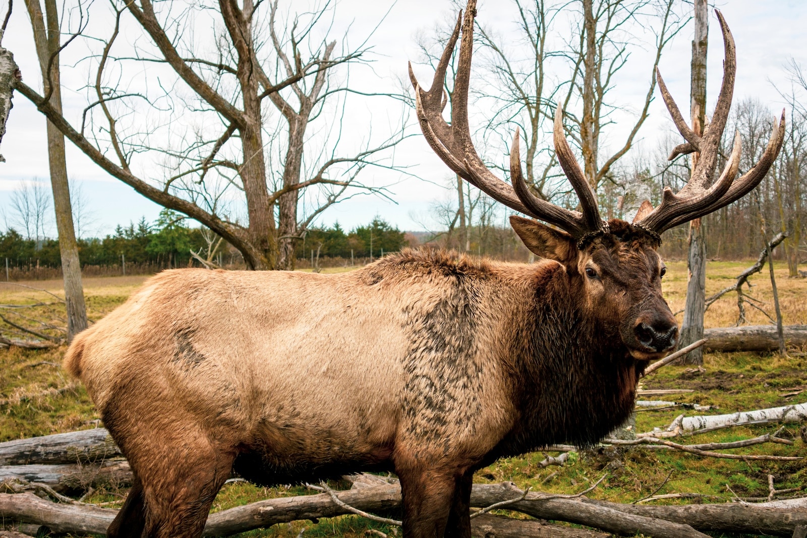 A brown Rocky Mountain Elk buck at the Shalom Wildlife Zoo in West Bend, Wisconsin.