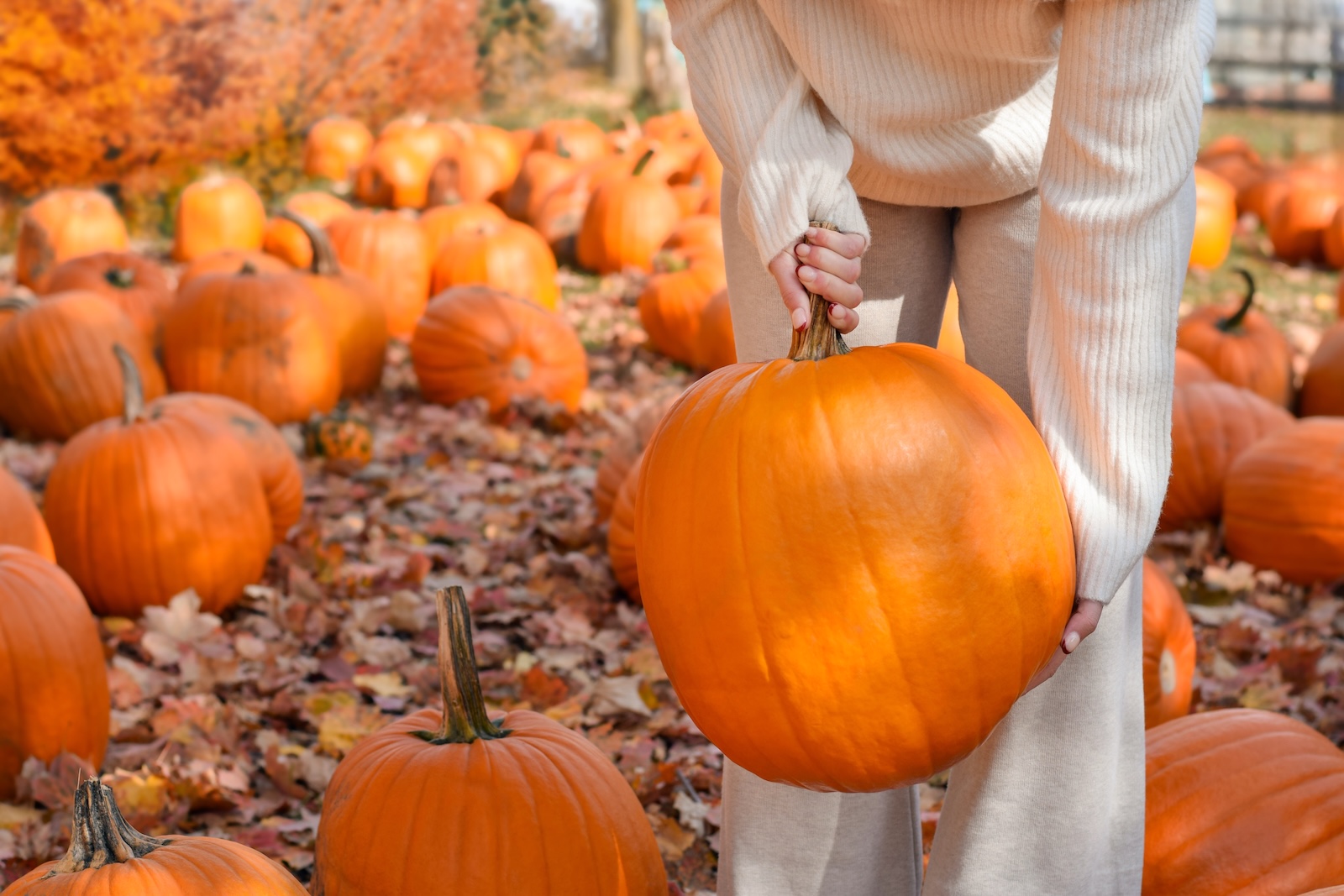 Woman is lifting a large orange pumpkin at a farm while enjoying one of the most romantic getaways in NC in the fall.
