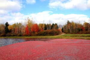 Cranberry bog at Harvest time, deep red berries floating, blue sky, fall foliage. Bandon Oregon weather