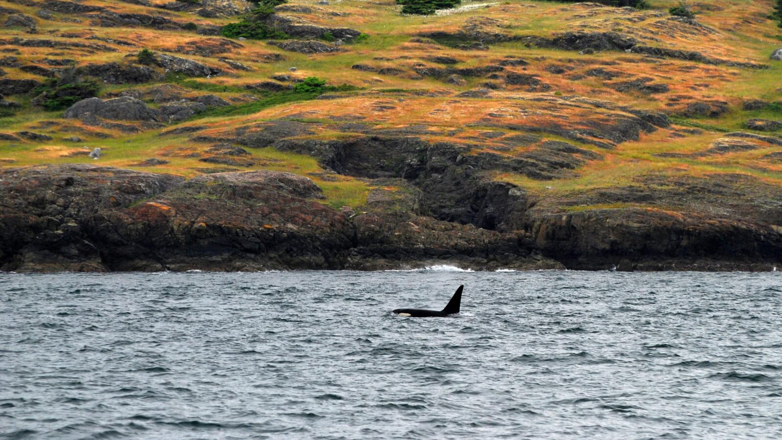 Whale watching is one of the best things to do in Friday Harbor this fall