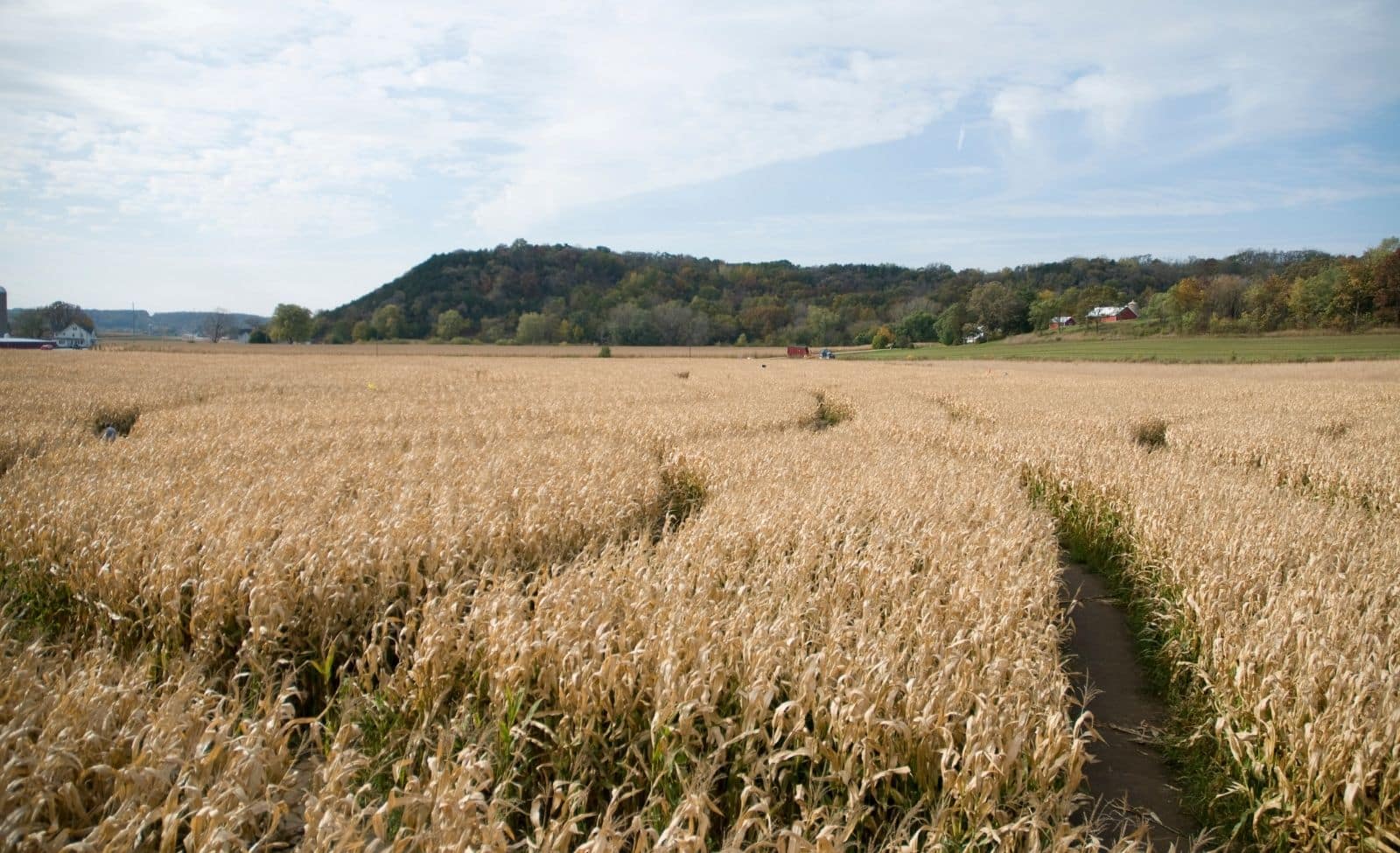 Golden corn maze path winding through farmland with wooded hills near a Wisconsin fall getaway.