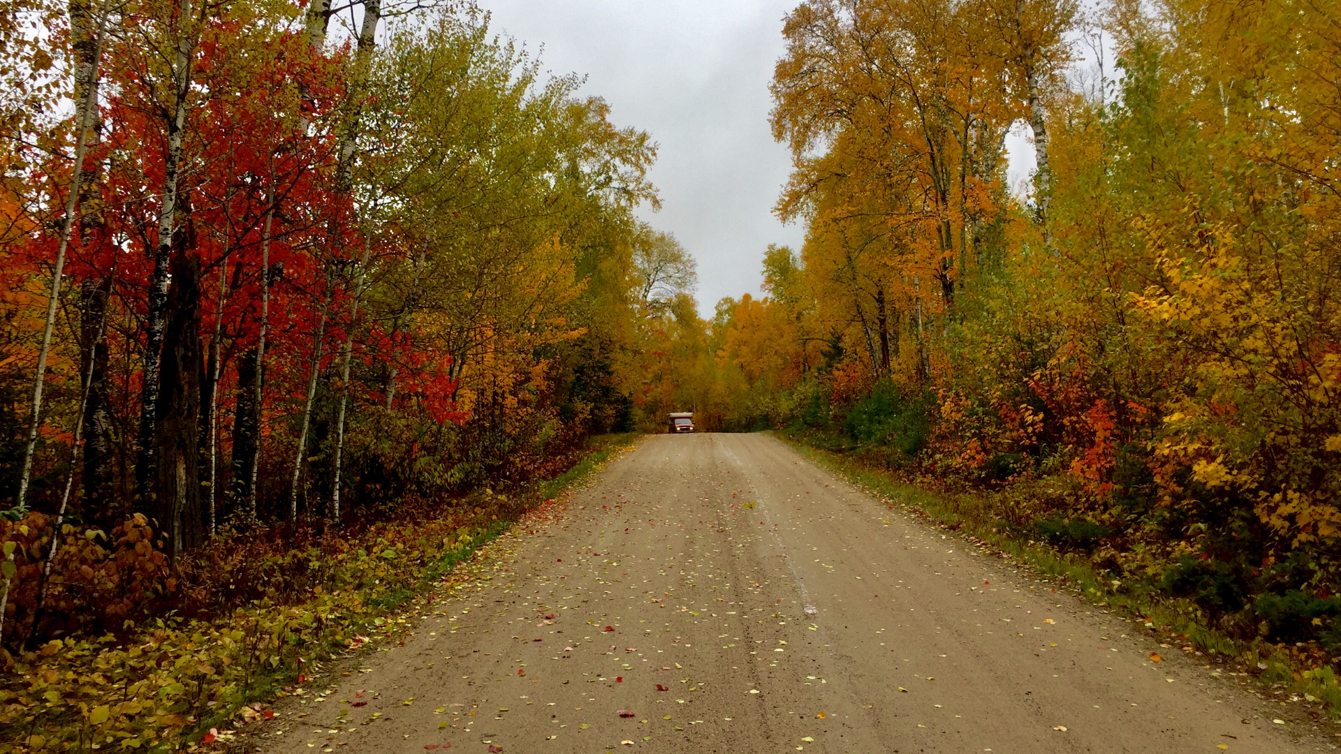 Scenic gravel road winding through a vibrant autumn forest filled with red, orange, yellow, and green foliage during fall in Minnesota.