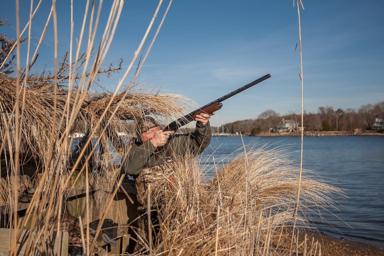 Waterfowl hunter in duck blind with shotgun raised for Maryland waterfowl season.