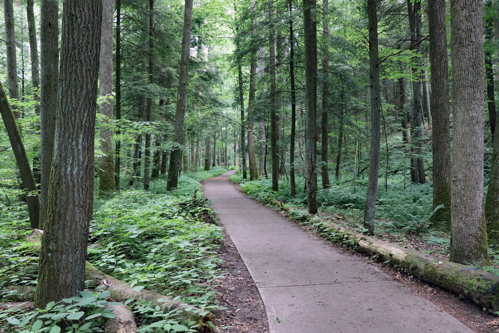 A beautiful and rugged cove at Conkle's Hollow State Natural area in Hocking Hills Ohio