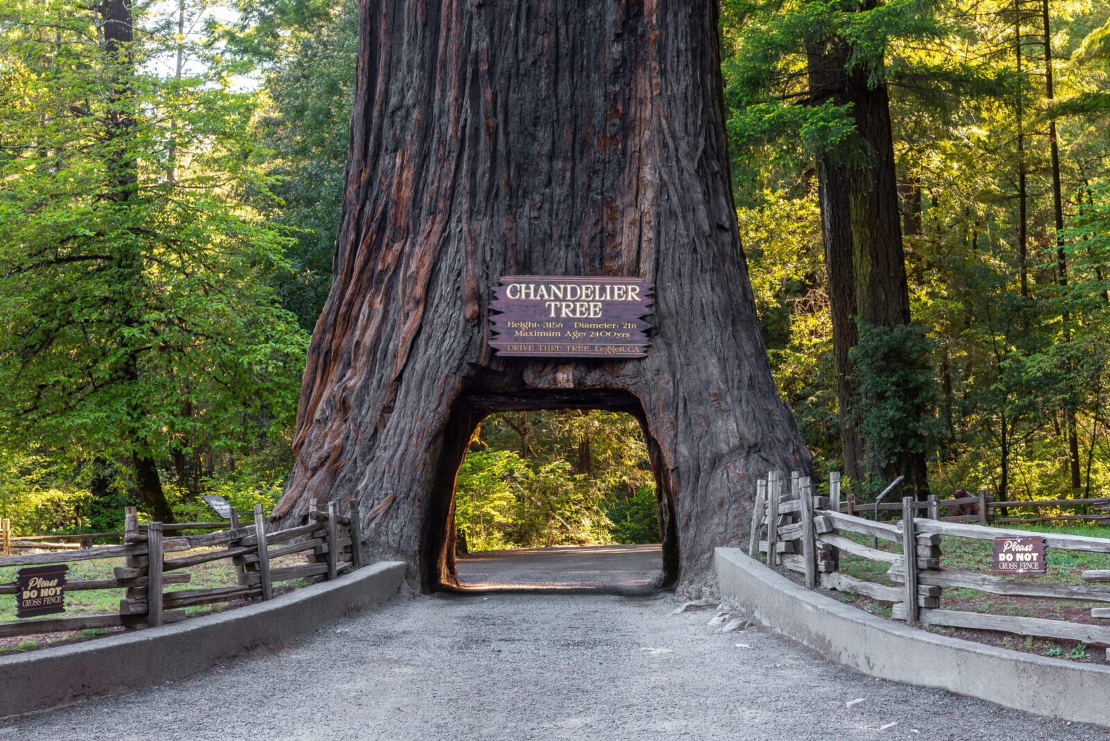 The Chandelier Drive through tree is a highlight along the Redwood Highway