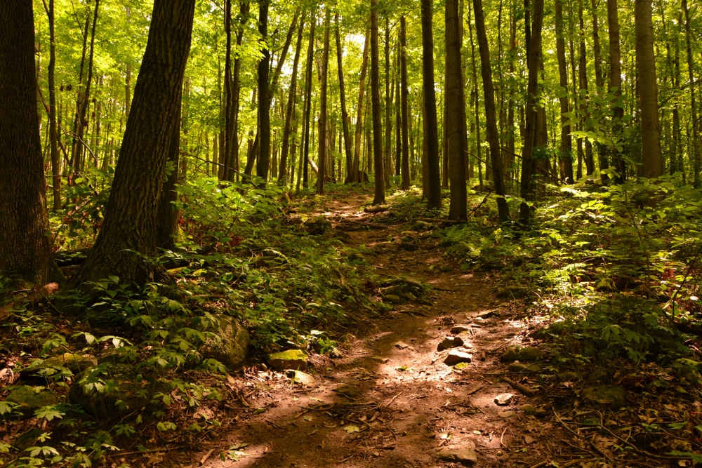 A trail segment in the Kettle Moraine State Forest leading to the Parnell Tower in Wisconsin