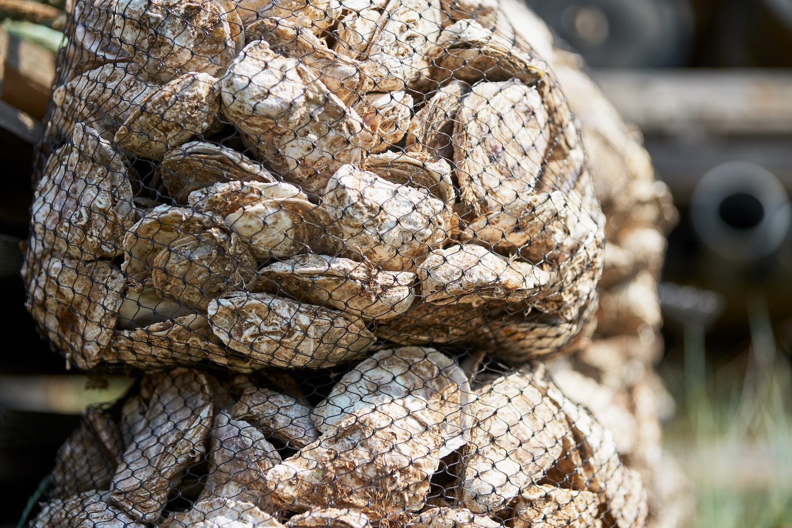 Oyster farm. Lots of nylon nets with spent oyster shells at Westcott Bay Shellfish Company