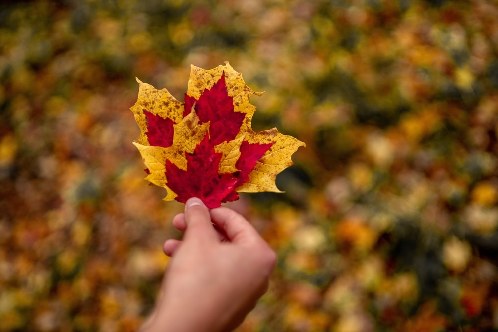 Someone holding leaves showing Wisconsin fall colors