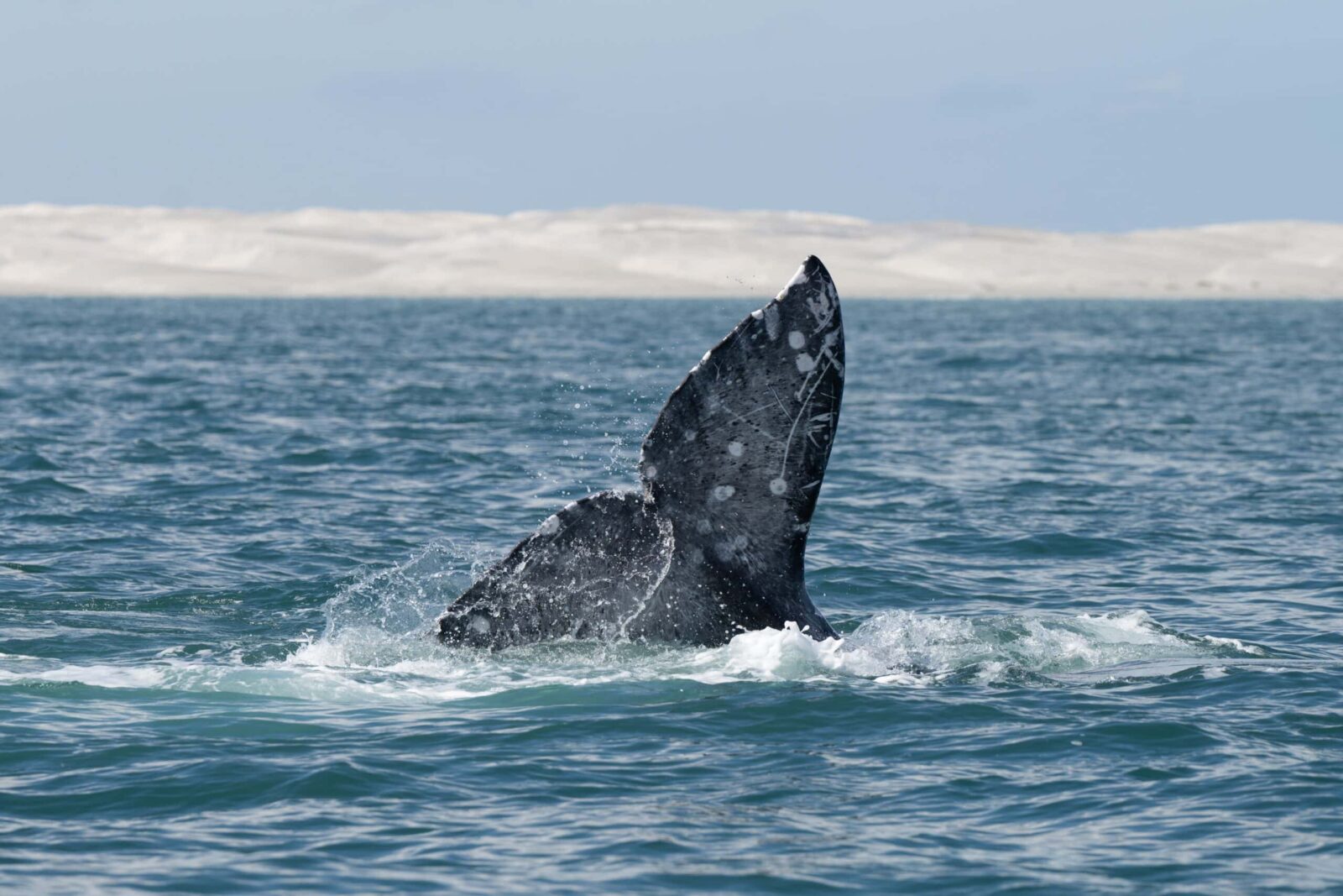 Gray Whale Fluke out of the water. Oregon Coast Whale Watching.