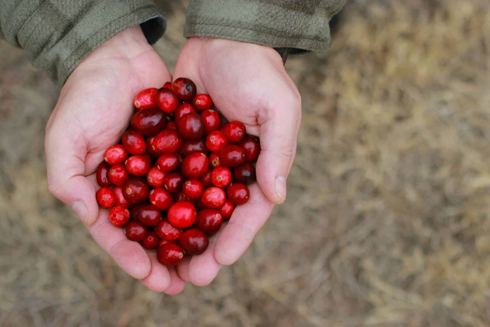 Man's hands holding cranberries during Bandon Cranberry festival