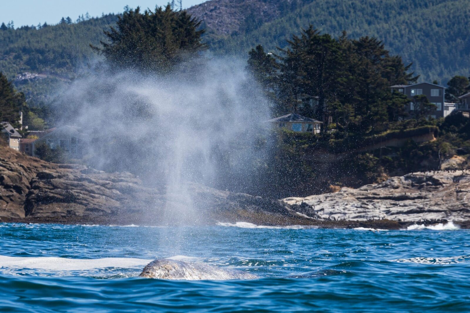 Gray Whale spouting during during Oregon Coast Whale Watching trip.