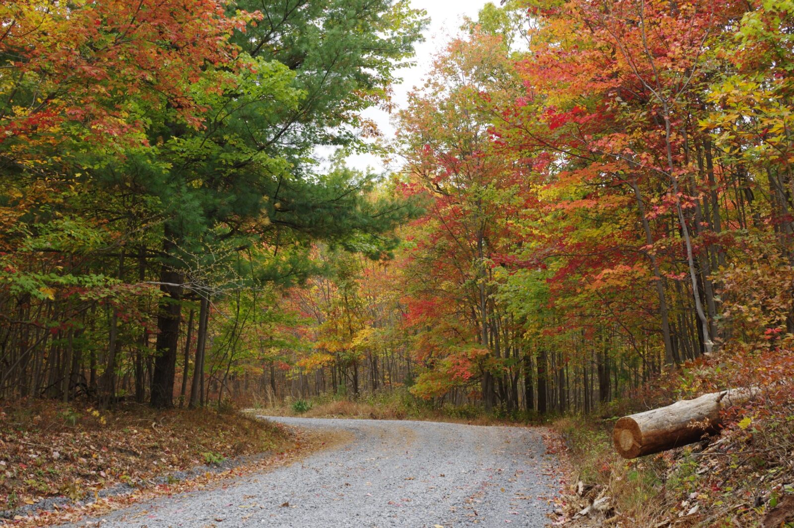 Fall Colors on backroads of Maryland road trip