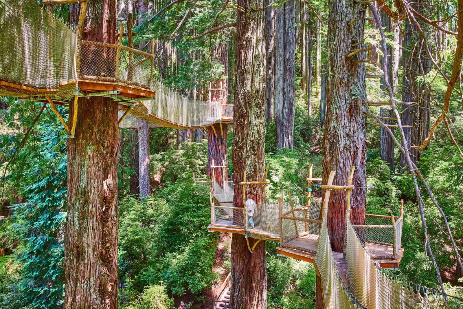 Canopy Tree Walk at the Trees of Mystery with platform and suspension bridges high in the redwood trees in Klamath Oregon