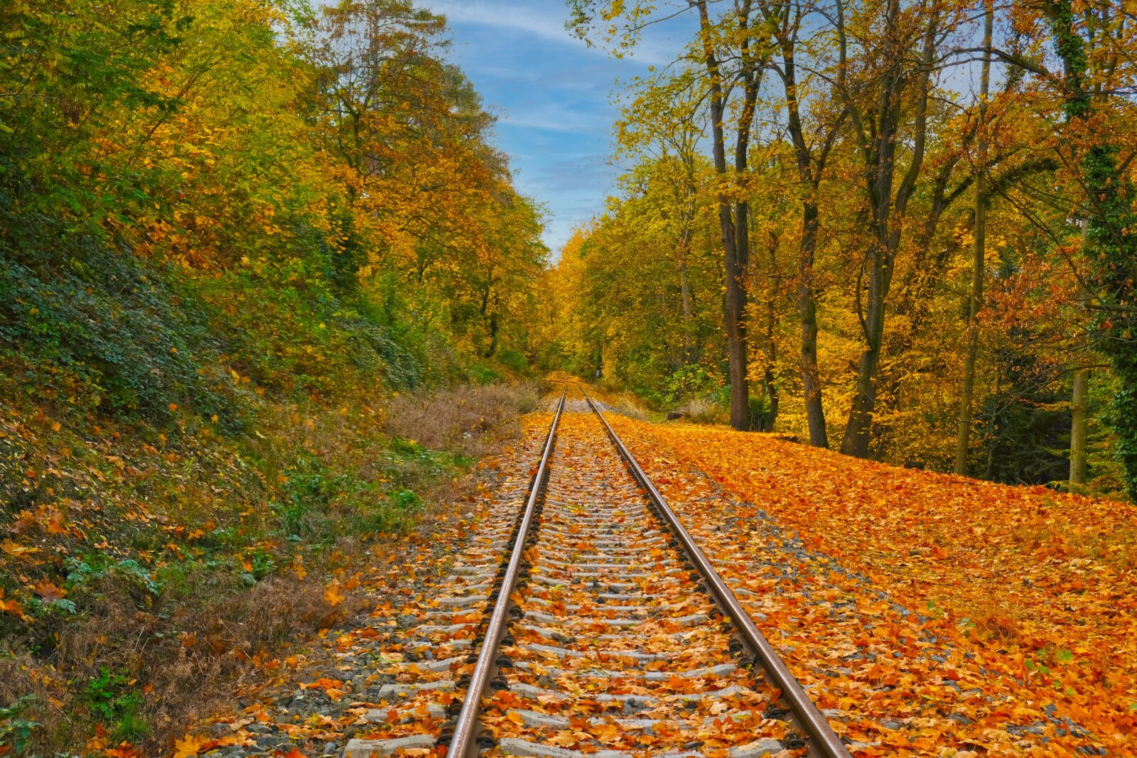 Duluth Fall Colors along the train tracks on North Shore Scenic Railroad