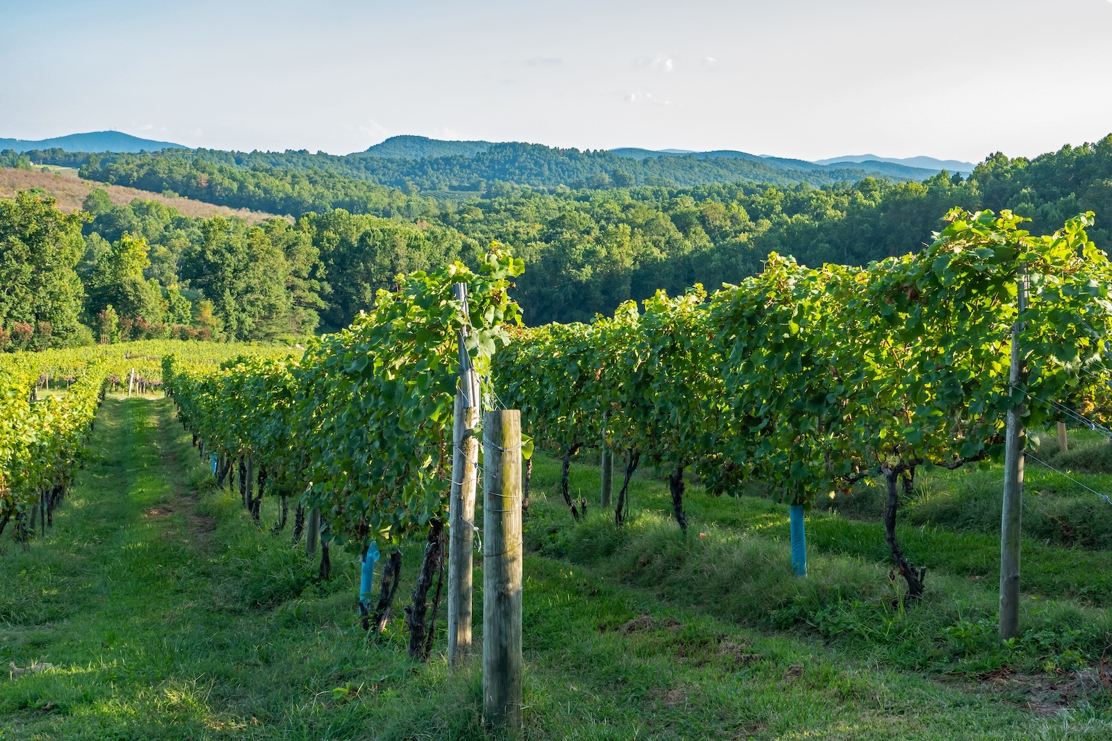 Closeup of one of the North Carolina wineries at dusk with orderly rows of grapevines.