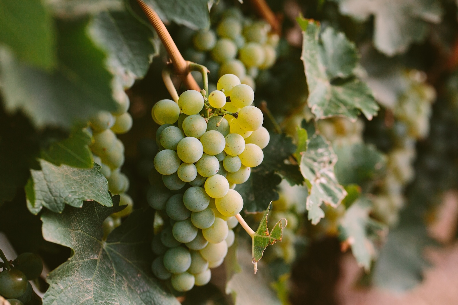 A close-up cluster of ripe white wine grapes hanging on a grapevine at one of the Western North Carolina wineries.