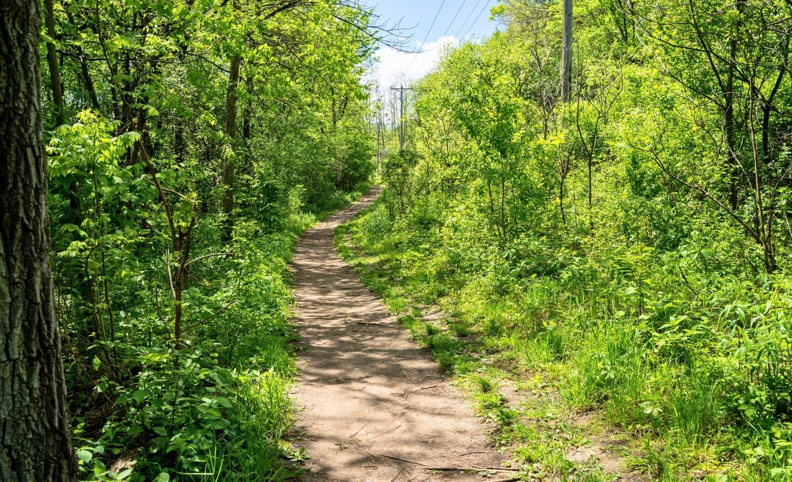 Dirt hiking trail at Barn Bluff in Red Wing, MN.