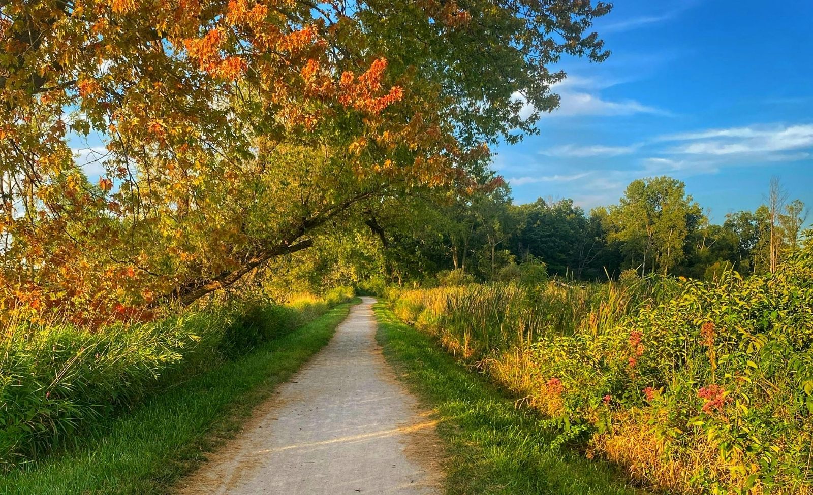 Paved fall foliage trail lined with golden trees and wildflowers in McHenry, Illinois.
