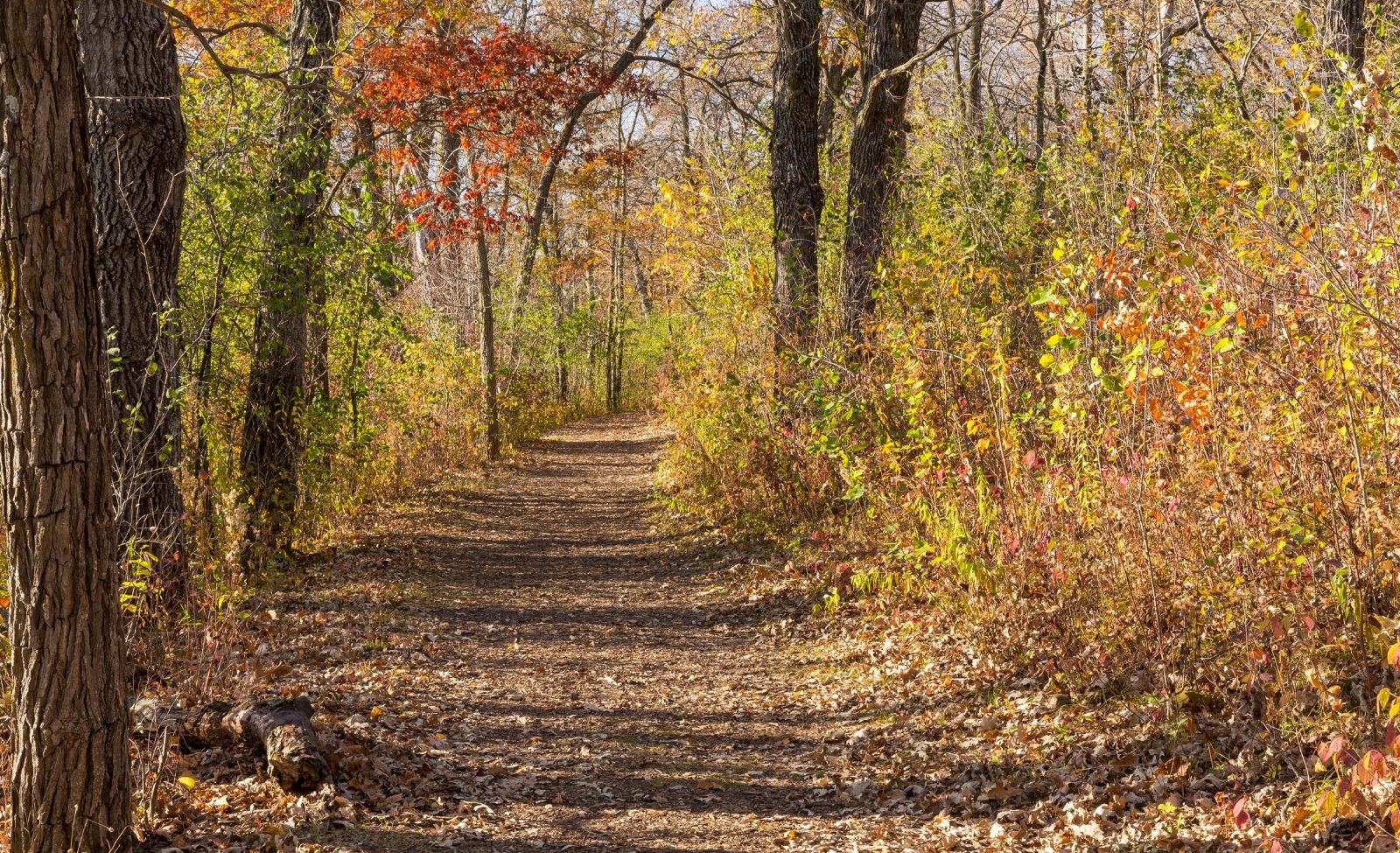 Wooded hiking trail in Minnesota lined with red and gold autumn foliage.