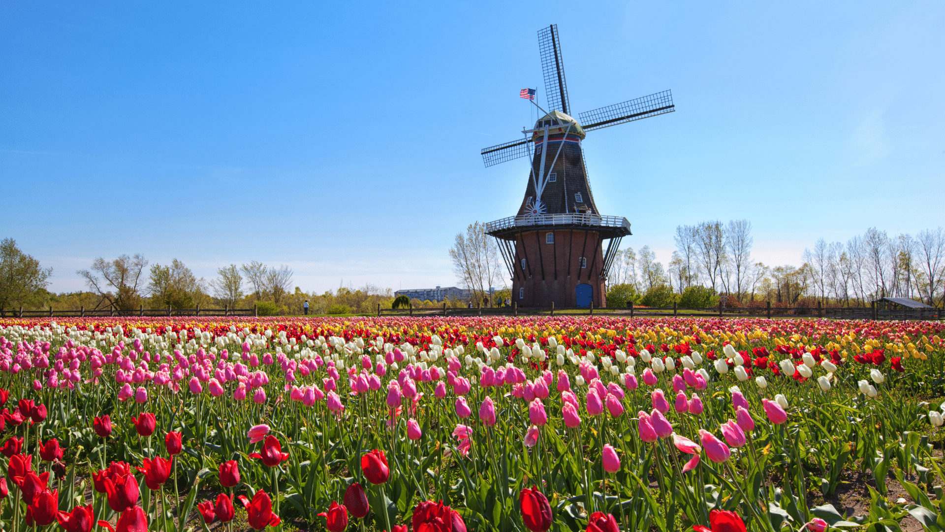Historic Dutch windmill behind a vibrant field of pink, red, yellow, and white tulips under a clear blue sky, evoking spring.