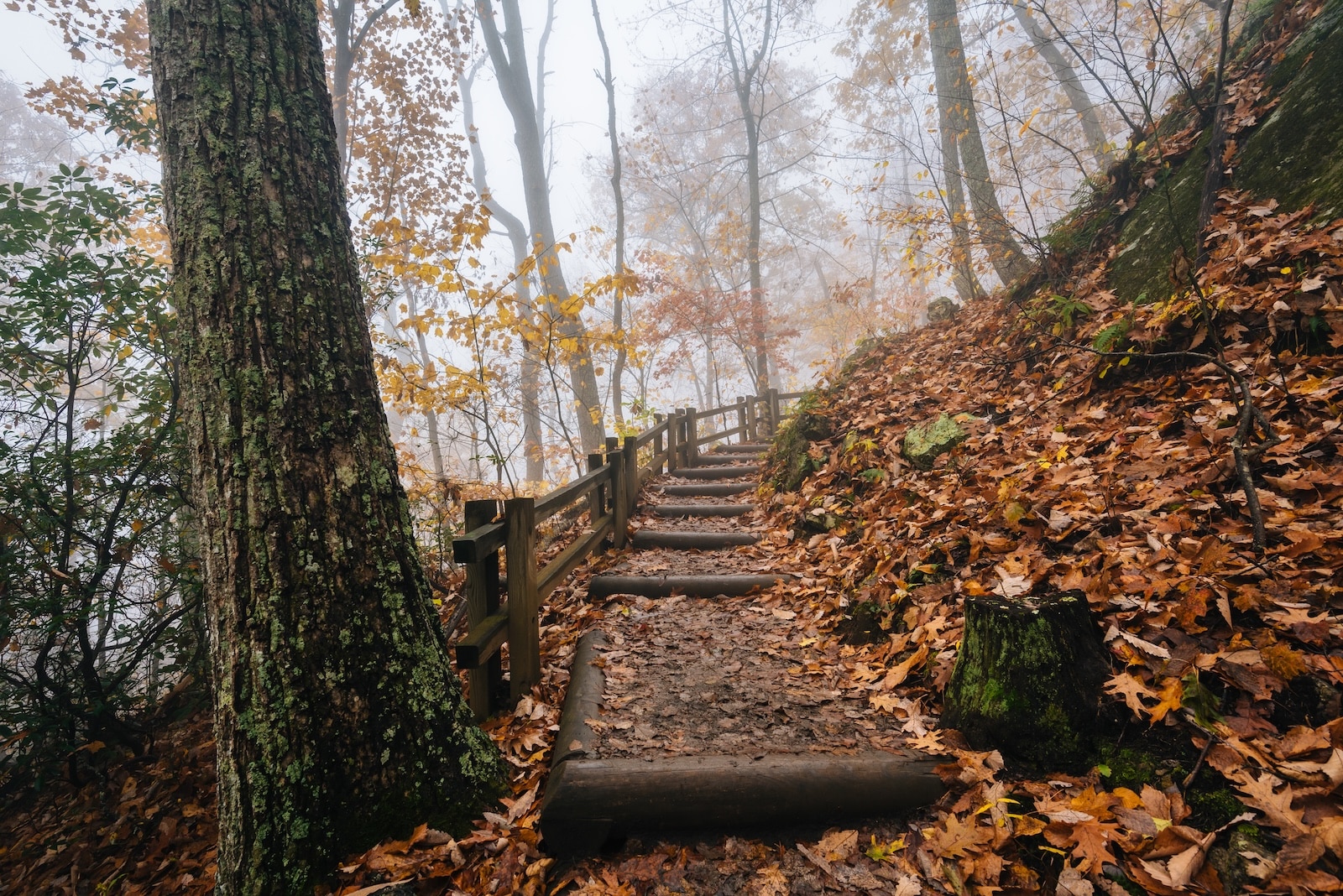 Fog and fall color on the Crabtree Falls VA hiking trail near the Blue Ridge Parkway in Virginia.