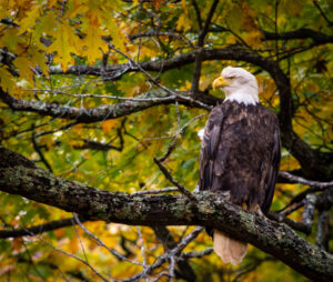 Bald Eagle in tree with changing leaves, fall at Shiawassee National Wildlife Refuge