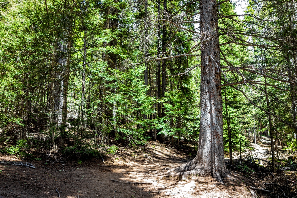 Trail through dense green trees of the Santa Fe National Forest - where you'll find some of the best hiking near Santa Fe