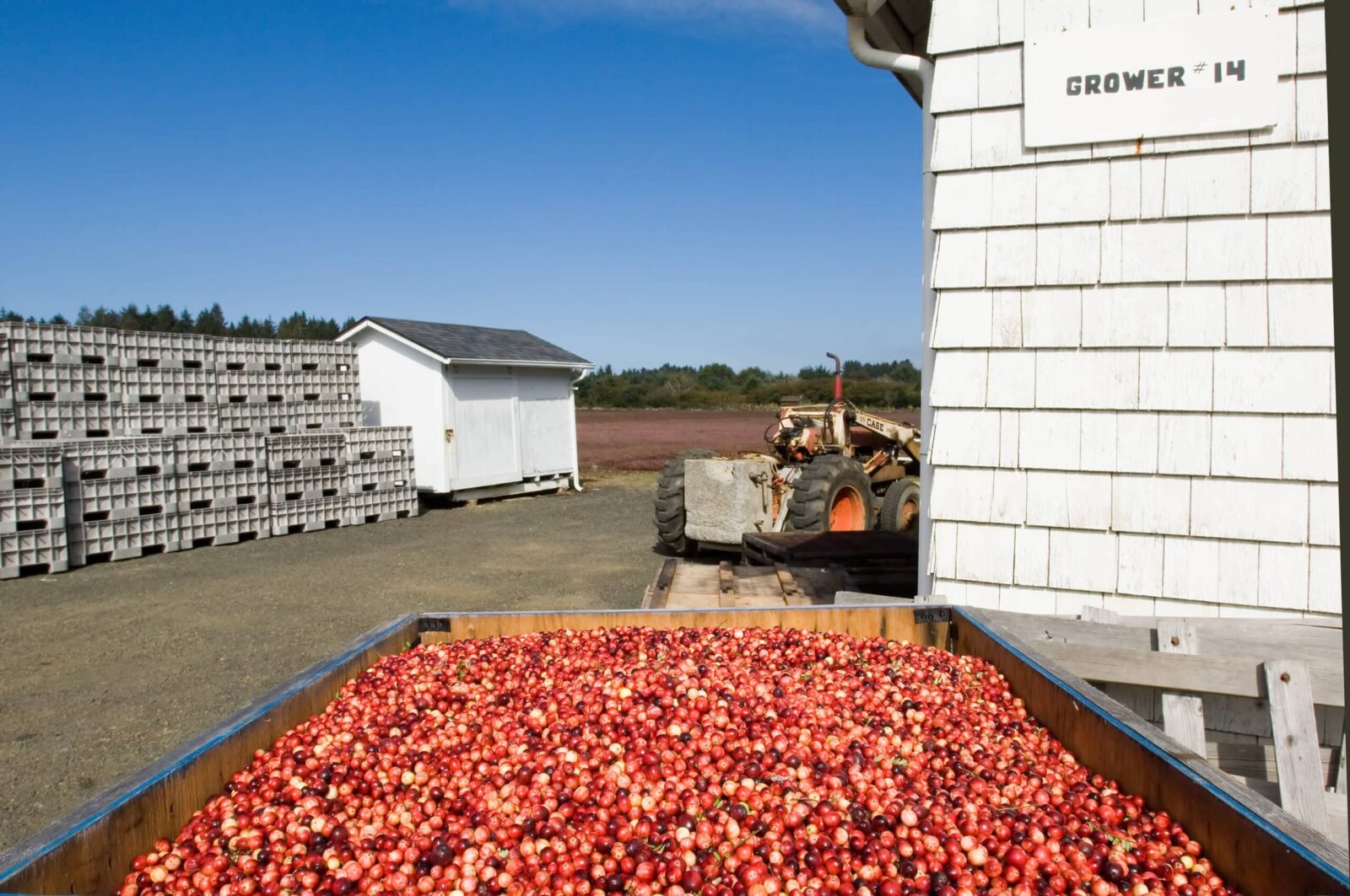 Cranberry harvest on a farm near Bandon Oregon. White shingled building next to large bin of red fruit.