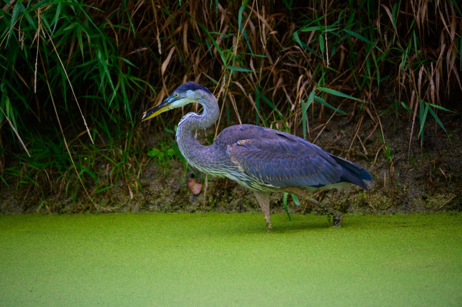 A Great Blue Heron looks for dinner in a Marsh of the Shiawassee National Wildlife Refuge, near Saginaw, Michigan.